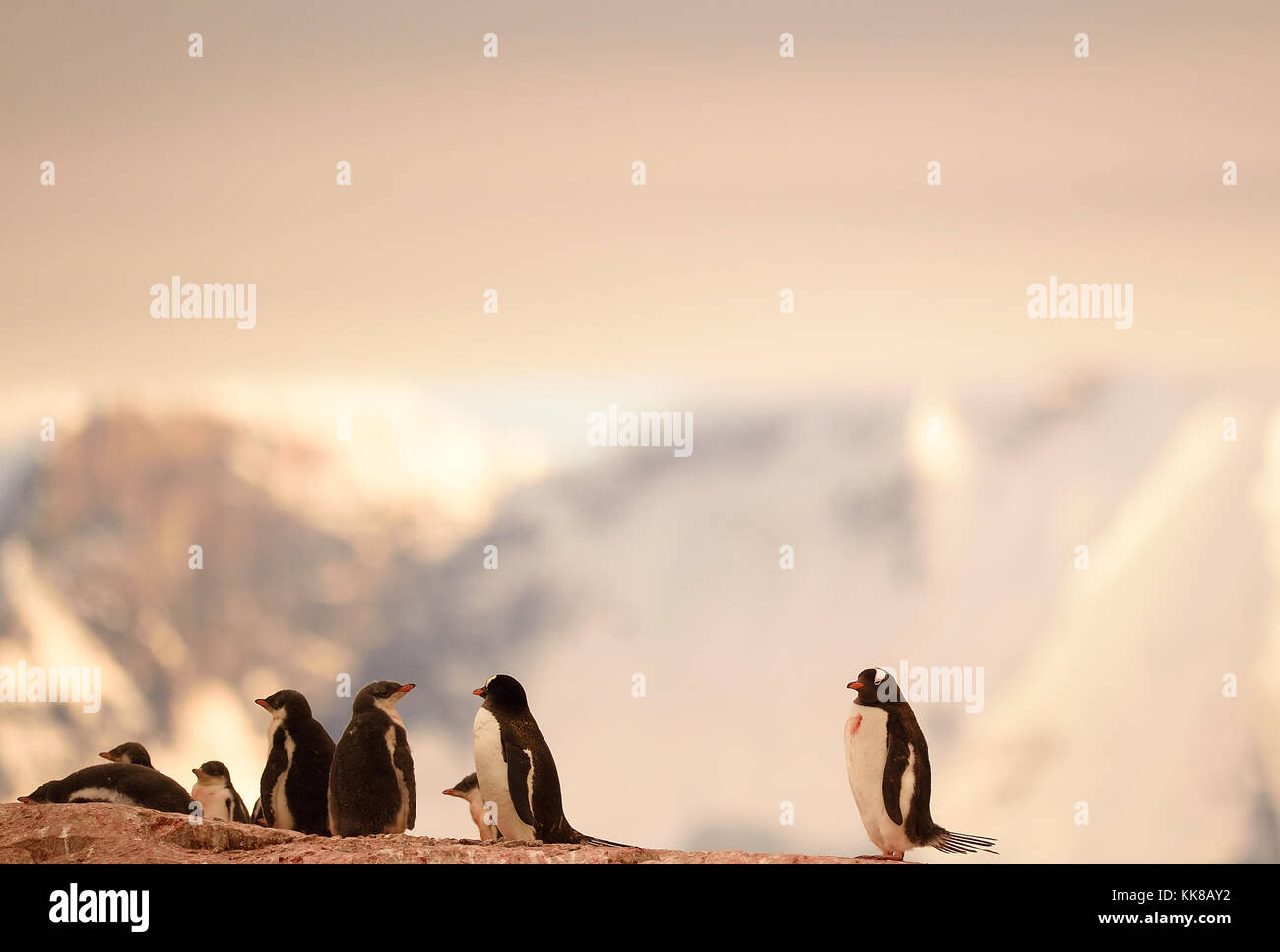 Immagini dell'Antartide Foto Stock