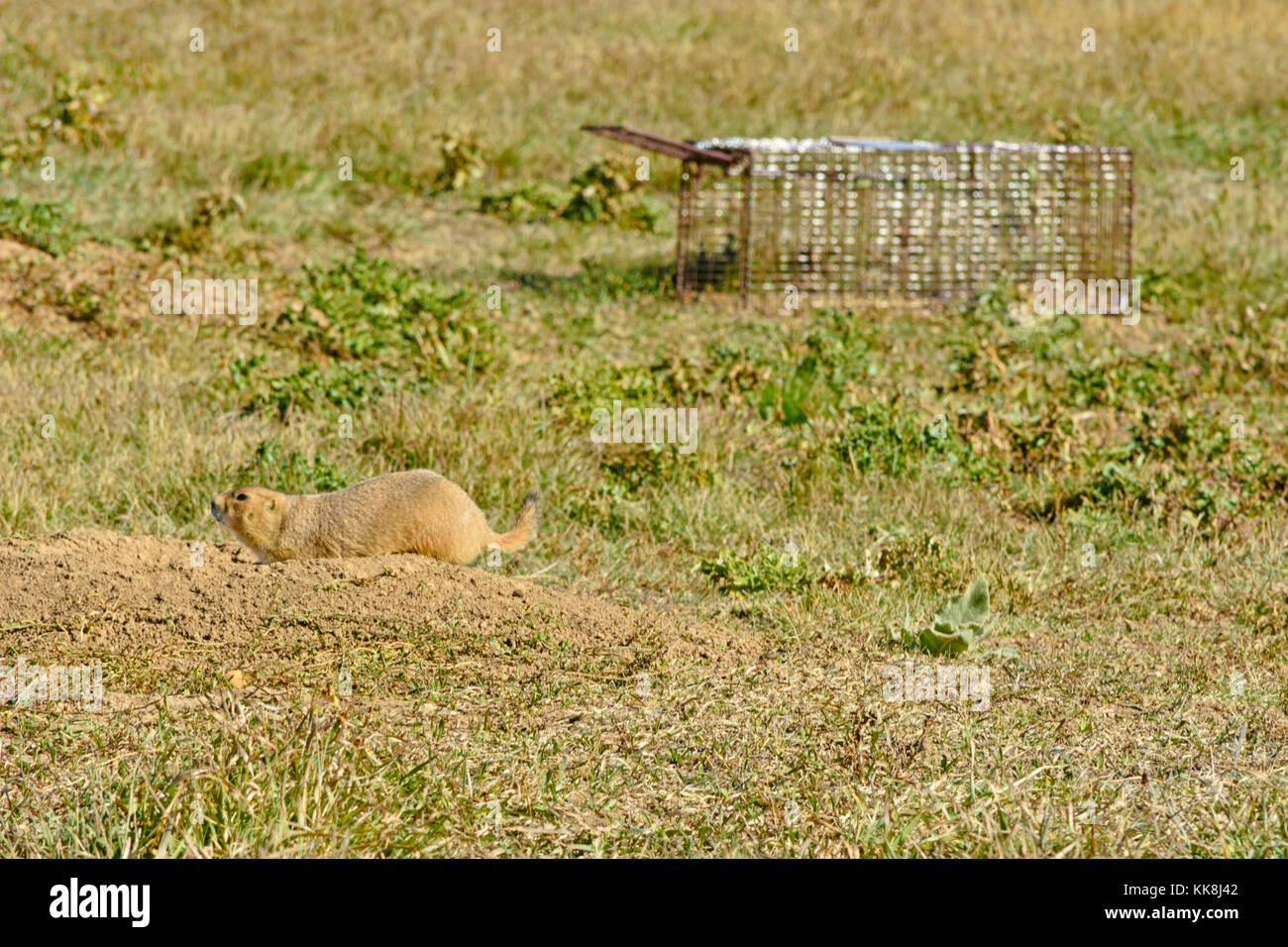 Coda nero cane della prateria con live trap in background. Castle Rock Colorado US. Foto Stock