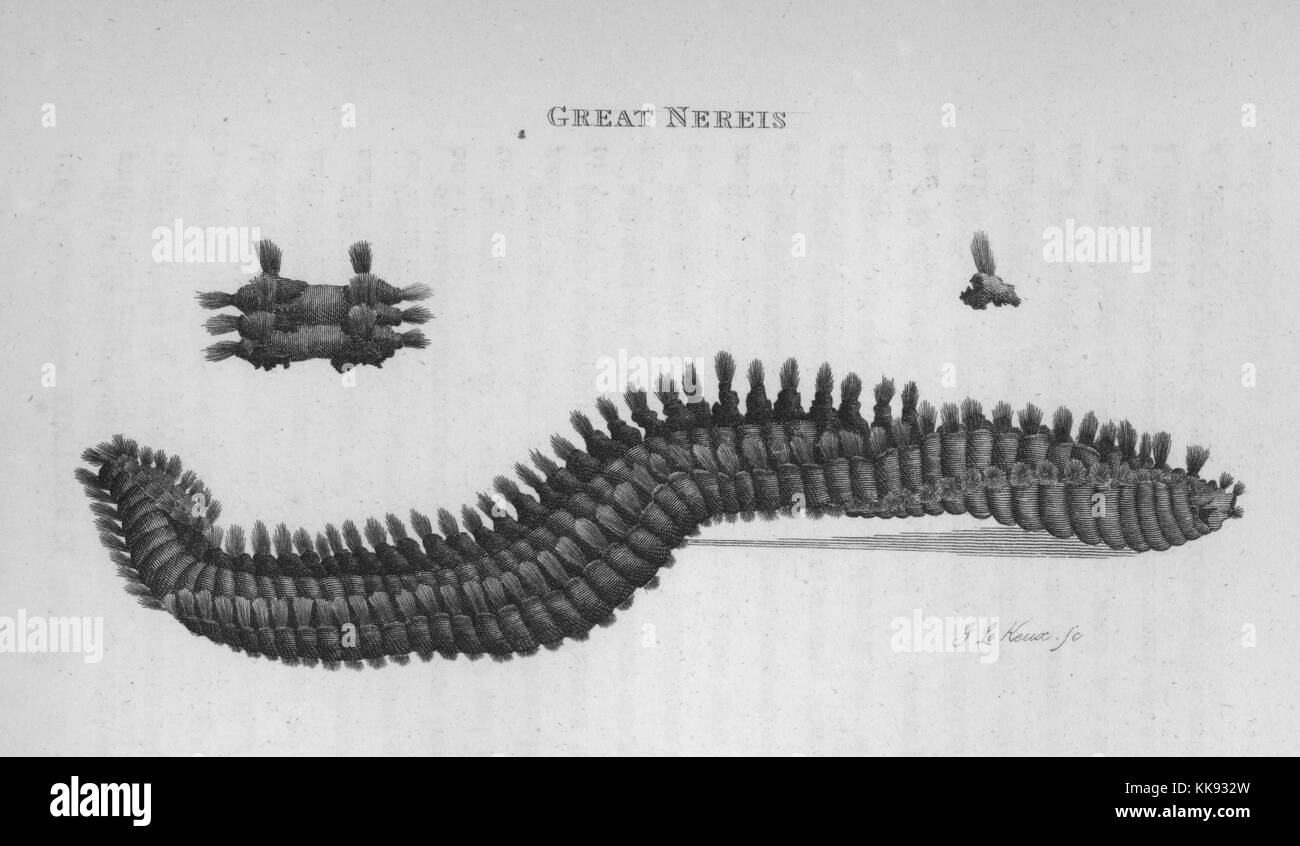 Grande Nereis, 1809. Dalla Biblioteca Pubblica di New York. Foto Stock