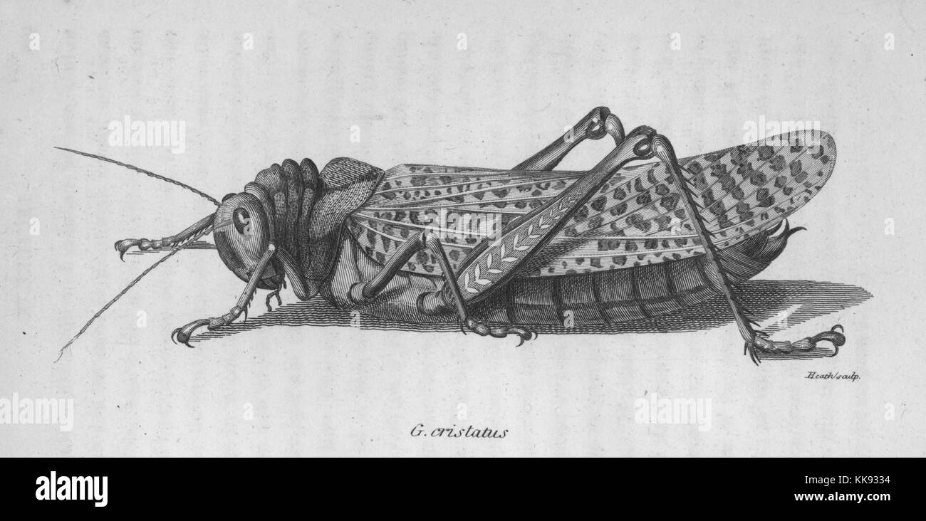 Gryllus cristatus, 1809. Dalla Biblioteca Pubblica di New York. Foto Stock