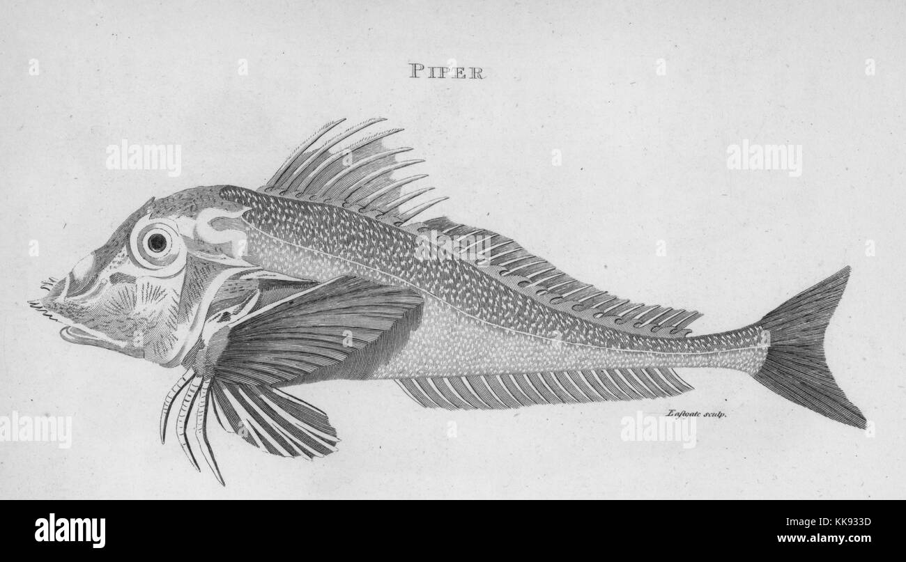 Piper, 1809. Dalla Biblioteca Pubblica di New York. Foto Stock