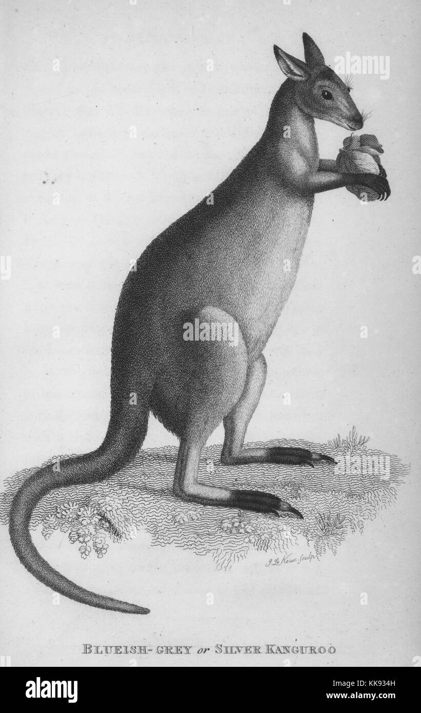 Incisione di una Blueish-Gray o argento Kangaroo, in piedi sulle sue zampe posteriori, trattenere foglie con le sue zampe anteriori, che si trova nel libro "Zoological le lezioni tenute presso la Royal Institution negli anni 1806 e 1807 da George Shaw', 1809. Dalla Biblioteca Pubblica di New York. Foto Stock