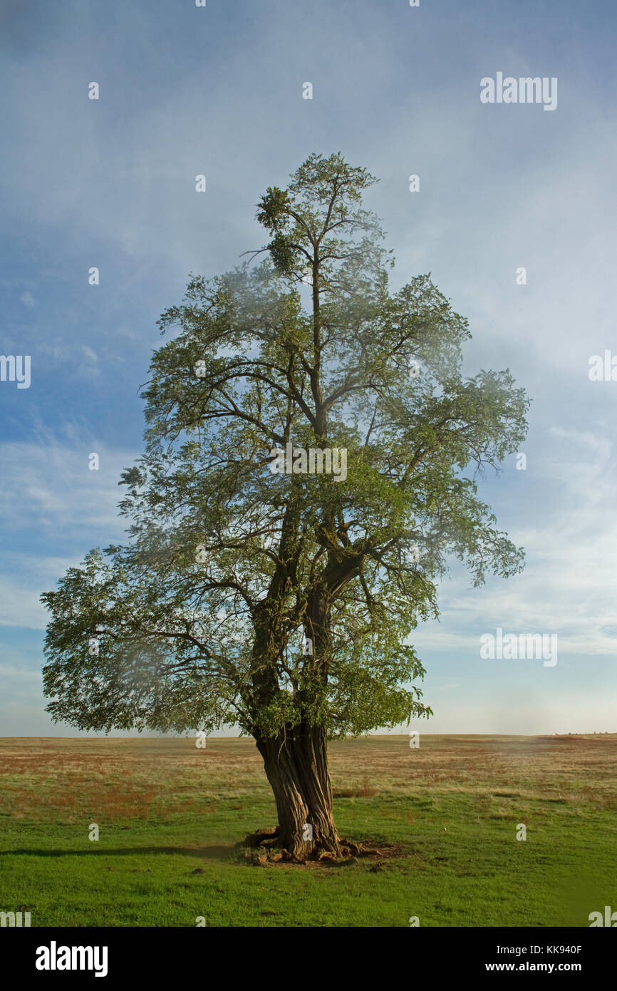 Unico albero di quercia in campo sparato attraverso una finestra di pioggia Foto Stock