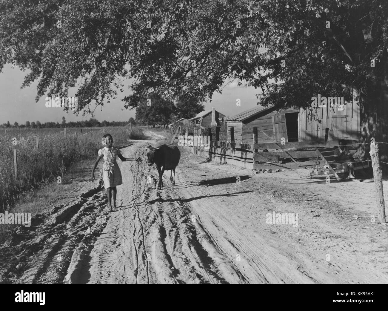 Fotografia in bianco e nero di una giovane donna afro-americana portando a casa mucca dai campi di sera, camminando giù per una strada sterrata, un campo può essere visto a sinistra e strutture di legno a destra, Belzoni, Mississippi Delta, novembre 1939. Dalla Biblioteca Pubblica di New York. Foto Stock