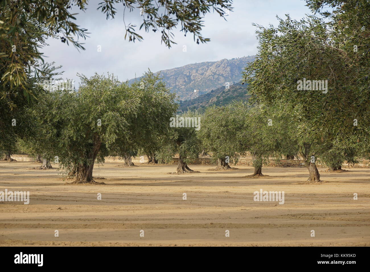Campo di olivi in Spagna, mediterraneo, rose, Girona, Catalogna, alt emporda Foto Stock