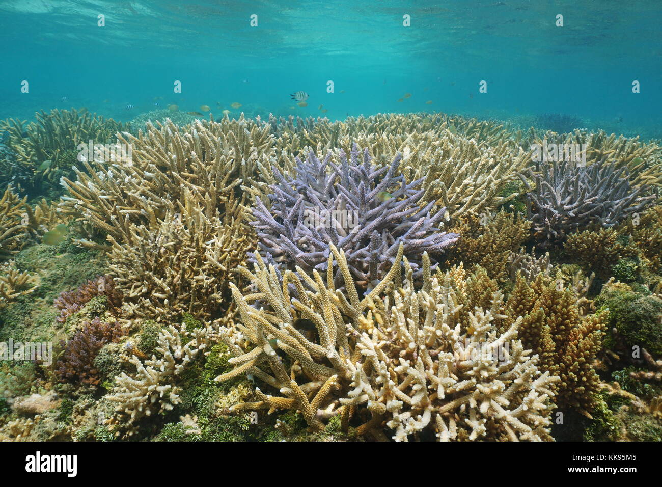 Oceania Nuova Caledonia Coral reef in buona salute subacquea, oceano pacifico del sud, laguna di grande terre isola Foto Stock