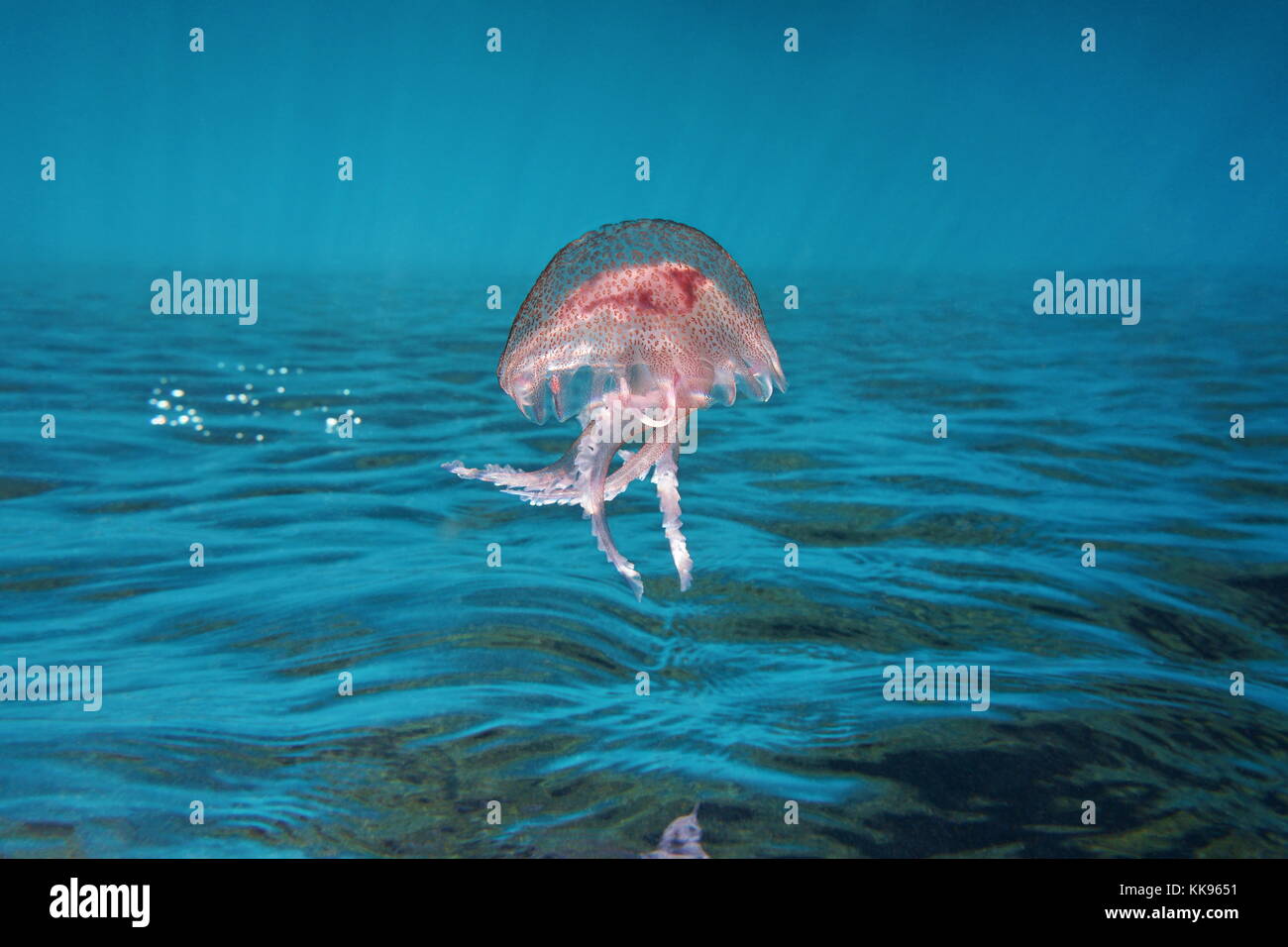 Subacquea superficie del mare con una medusa mauve stinger pelagia noctiluca, immagine invertita, mediterraneo, cote d'Azur, in Francia Foto Stock