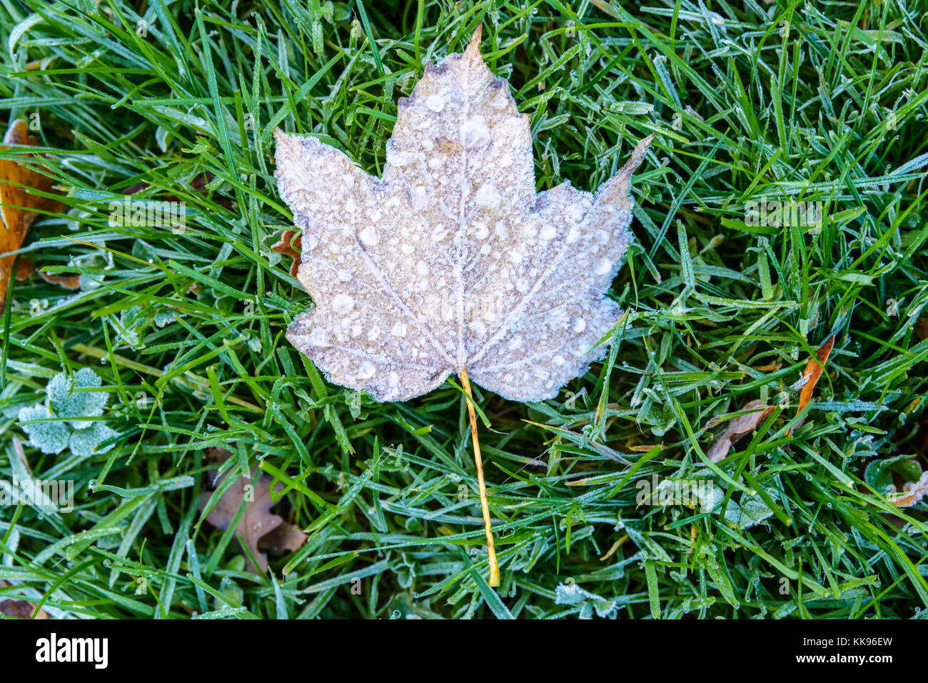 Congelati foglie secche sul terreno. Vista ravvicinata di un acero foglia morta congelata con gocce di rugiada giacente sul gelo ricoperto di erba. Foto Stock