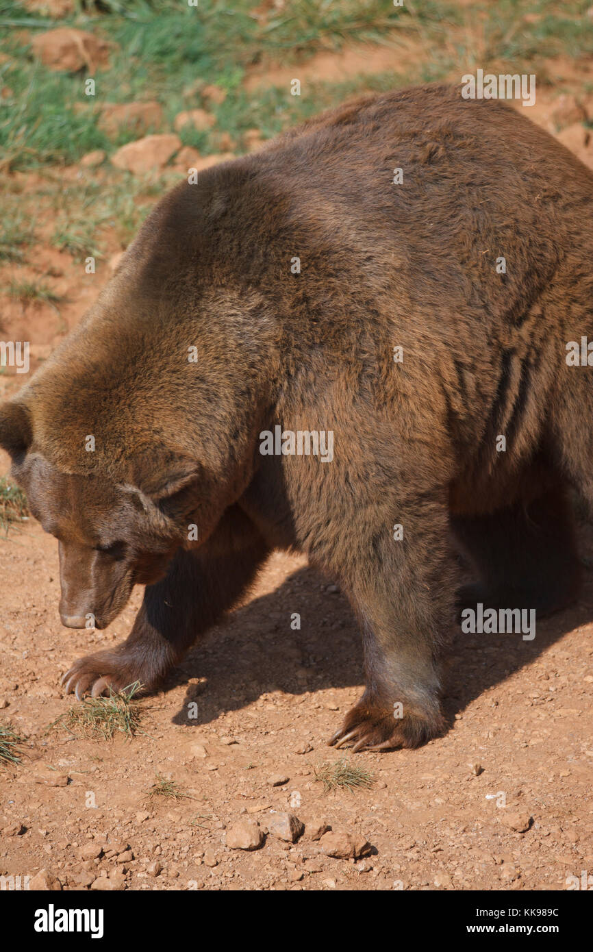 Grizzle bear trampolieri. Foto Stock