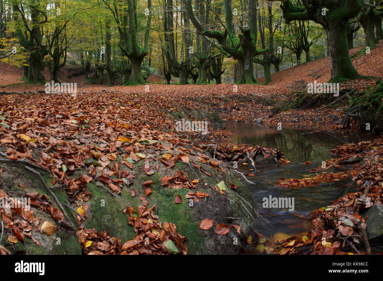 Foresta di faggio in Gorbea Parco Naturale Foto Stock