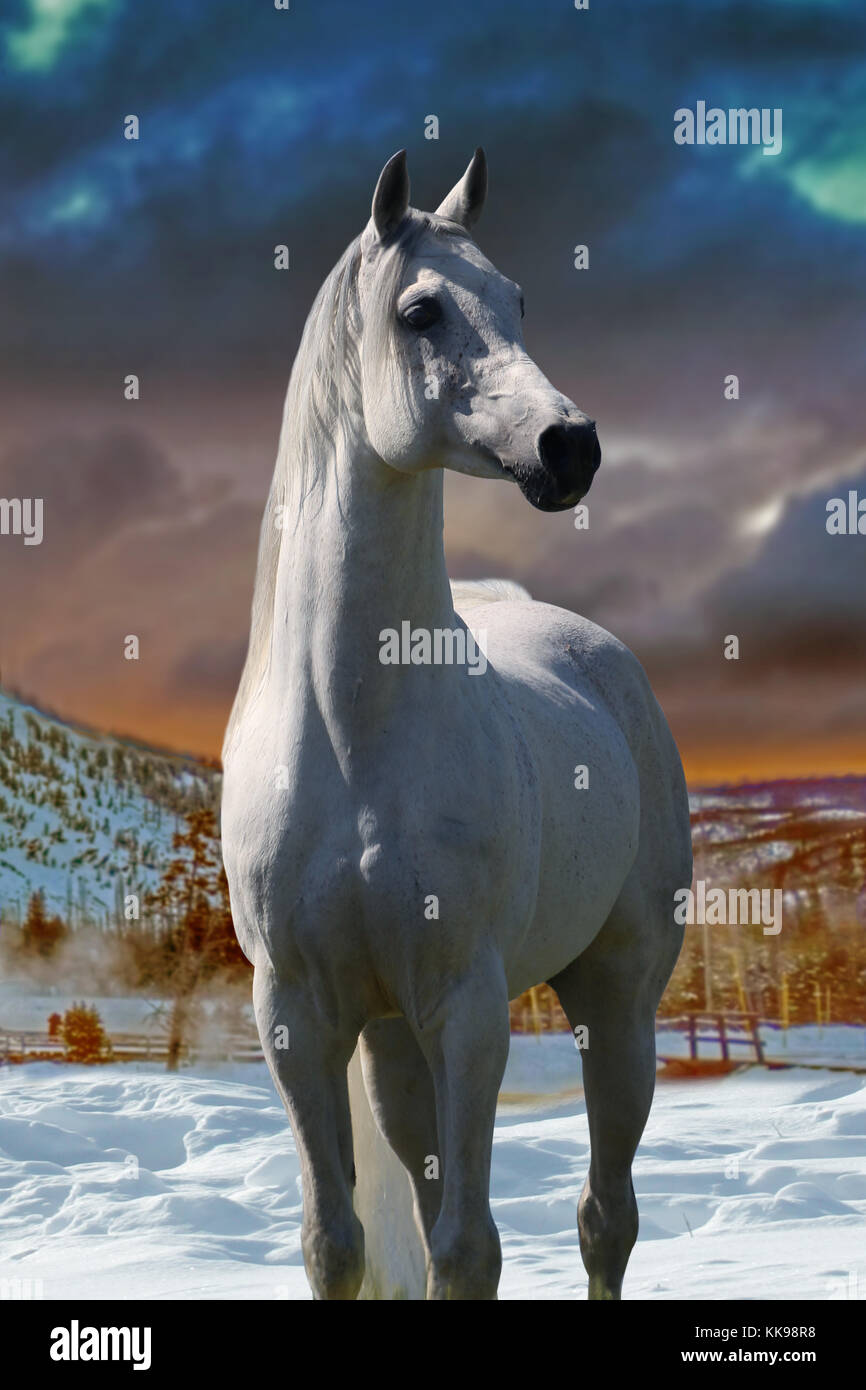 Un Bel Cavallo Bianco Sta Eretta Nella Neve Con Un Bel Tramonto Dietro Foto Stock Alamy