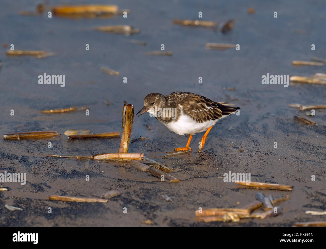 Turnstone Arenaria interpres alimentando sulla conchiglia del rasoio Foto Stock