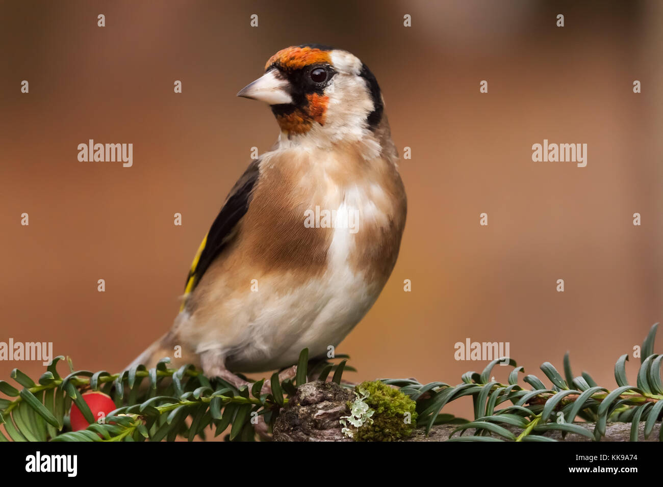 Wild cardellino uccello ritratto close up nativo dell Europa conosciuto anche come carduelis carduelis. il cardellino ha una faccia rossa e una in bianco e nero di testa. Foto Stock