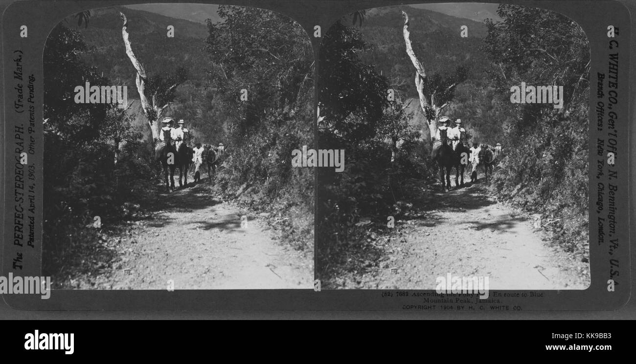 Salendo il Pony il percorso lungo il tragitto per il Blue Mountain Peak, Giamaica, 1904. Dalla Biblioteca Pubblica di New York. Foto Stock