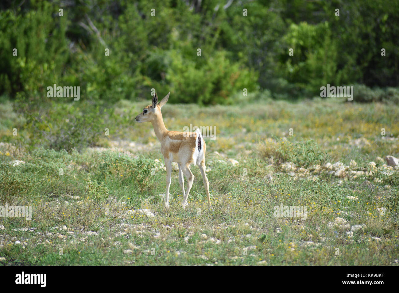 Buck nero doe in esecuzione nel selvaggio Foto Stock