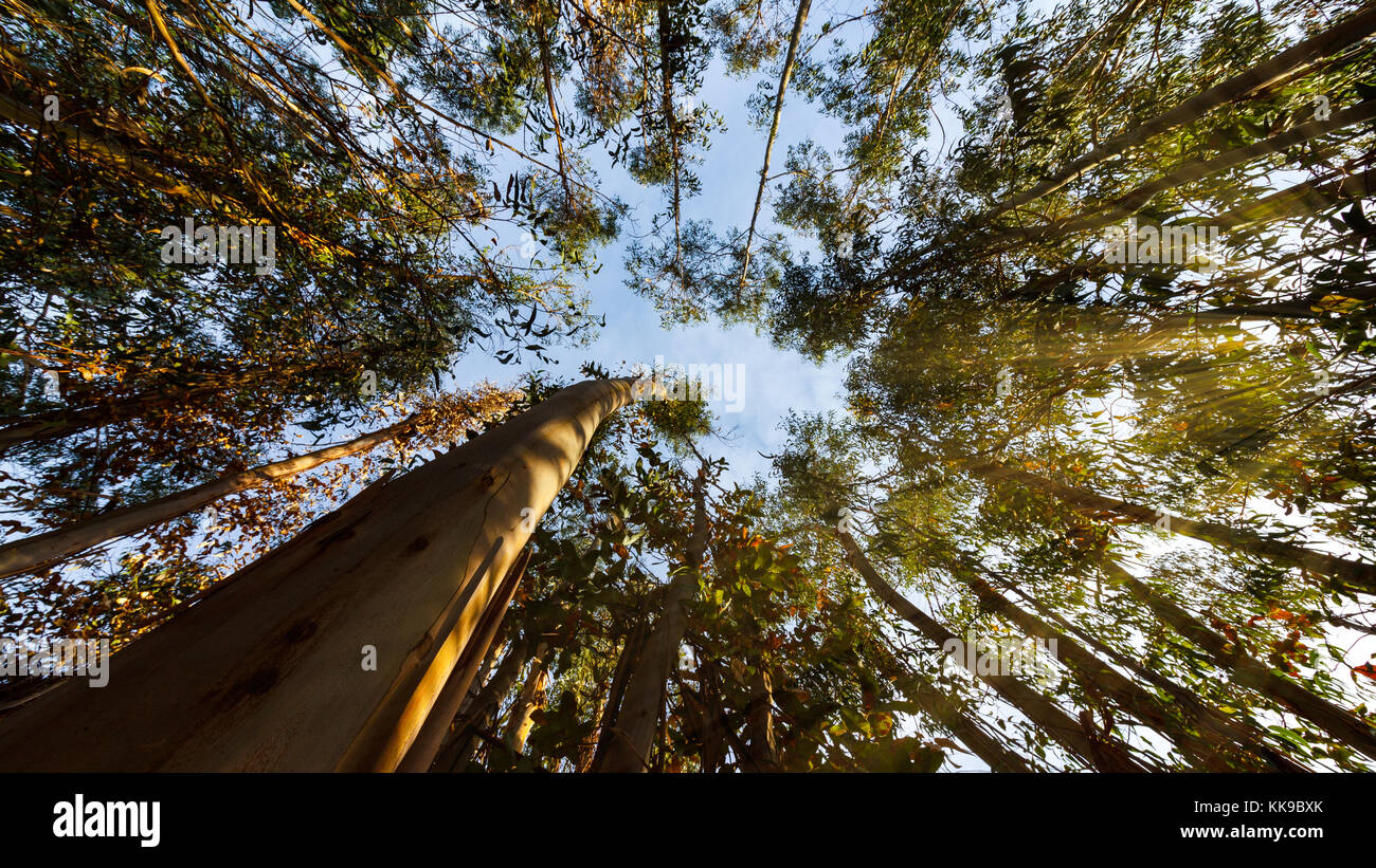 Alberi di eucalipto in tarda serata al sole con raggi del sole proveniente attraverso. Foto Stock