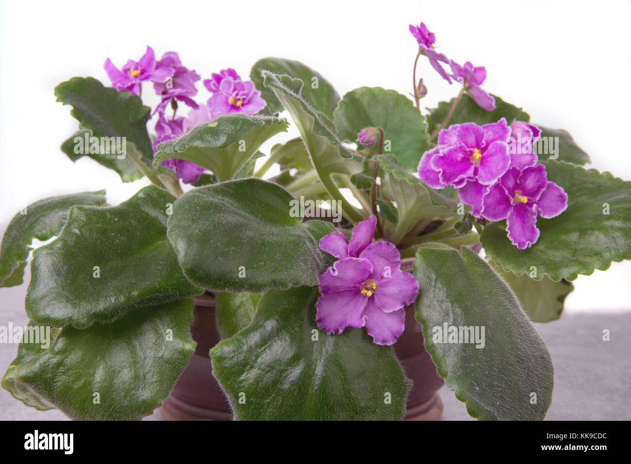Saintpaulias violette africane, saintpaulia ionantha fiore rosa Foto Stock