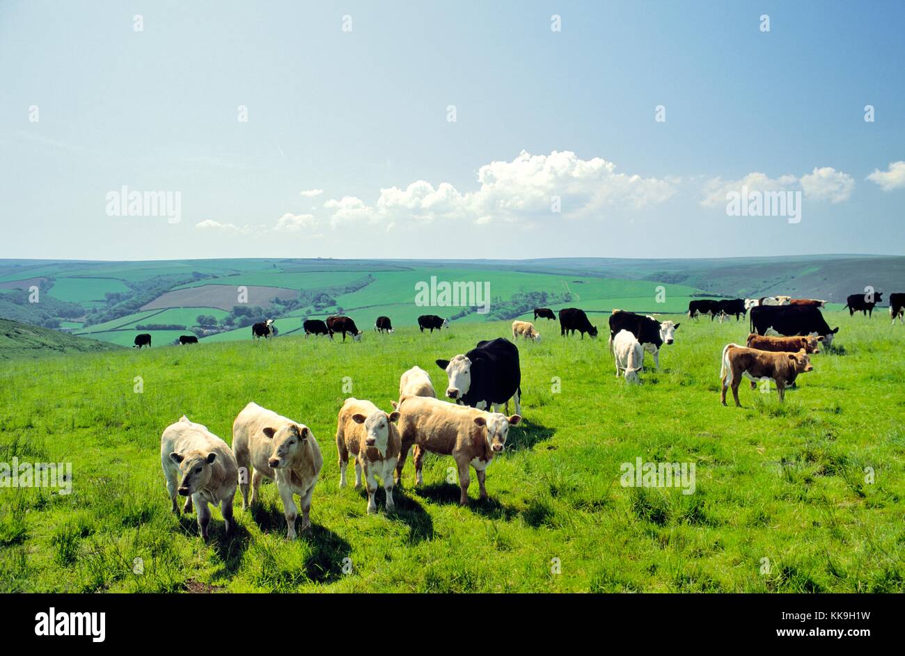 Bestiame bovino pascolano le mucche al pascolo pascolo estivo nel Parco Nazionale di Exmoor vicino a brendon, Devon, Inghilterra, Regno Unito. Foto Stock