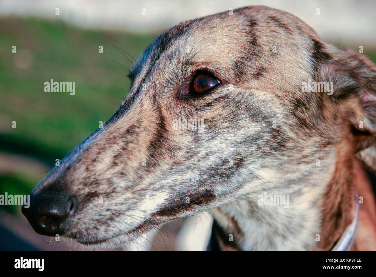 Bel giovane levriero spagnolo chiamato anche in Spagna Galgo. Ritratto di cane striato Foto Stock