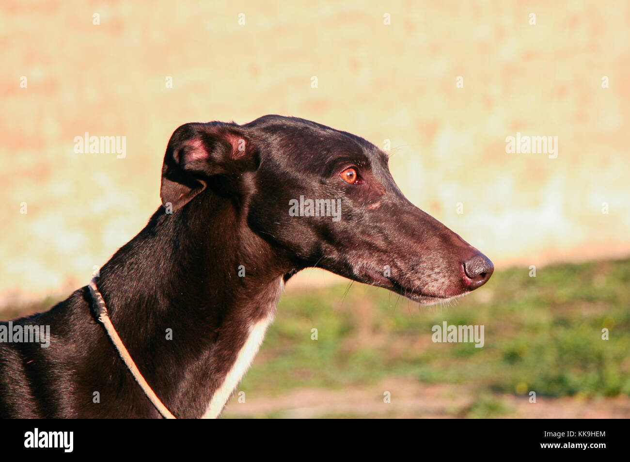 Bel giovane levriero spagnolo chiamato anche in Spagna Galgo. Cane nero lucido Foto Stock