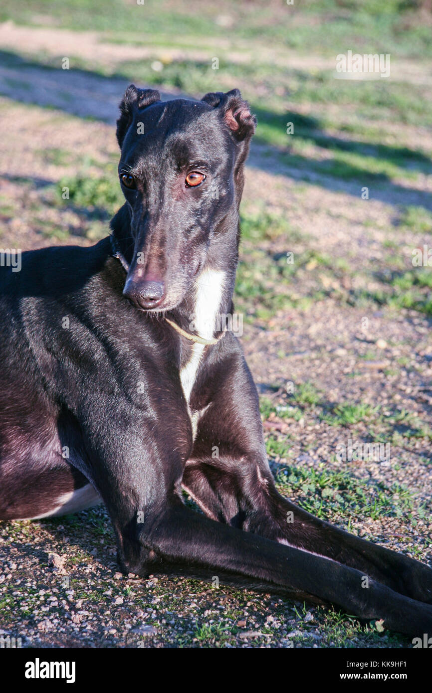 Bella giovane spagnolo greyhound chiamato anche in Spagna galgo. Lucido nero cane stabilisce Foto Stock