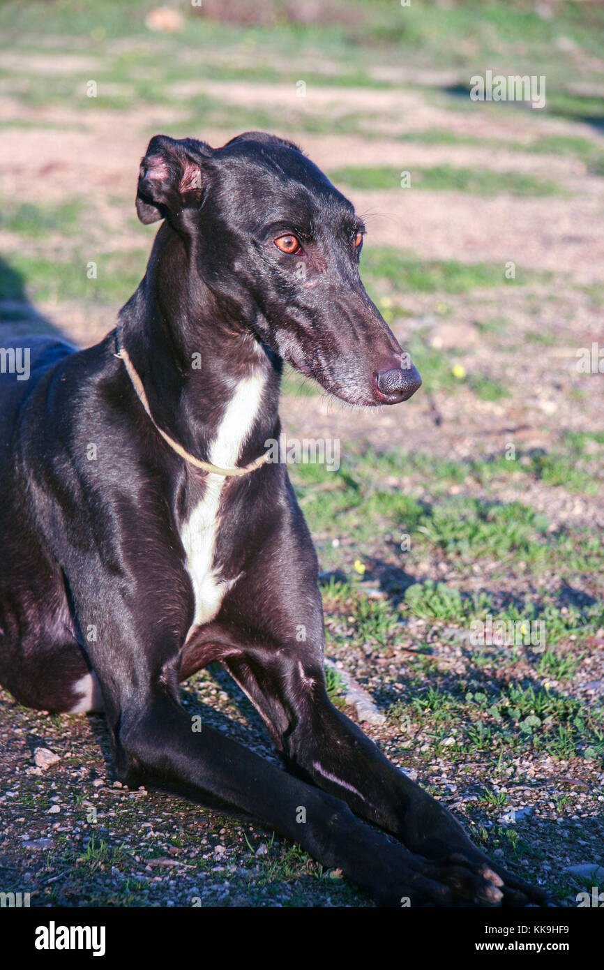 Bella giovane spagnolo greyhound chiamato anche in Spagna galgo. Lucido nero cane stabilisce Foto Stock