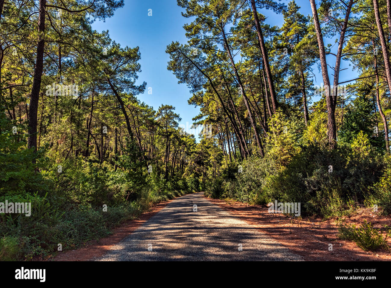 Pineta in estate sotto il cielo limpido in area di Marmaris, mugla, Turchia Foto Stock