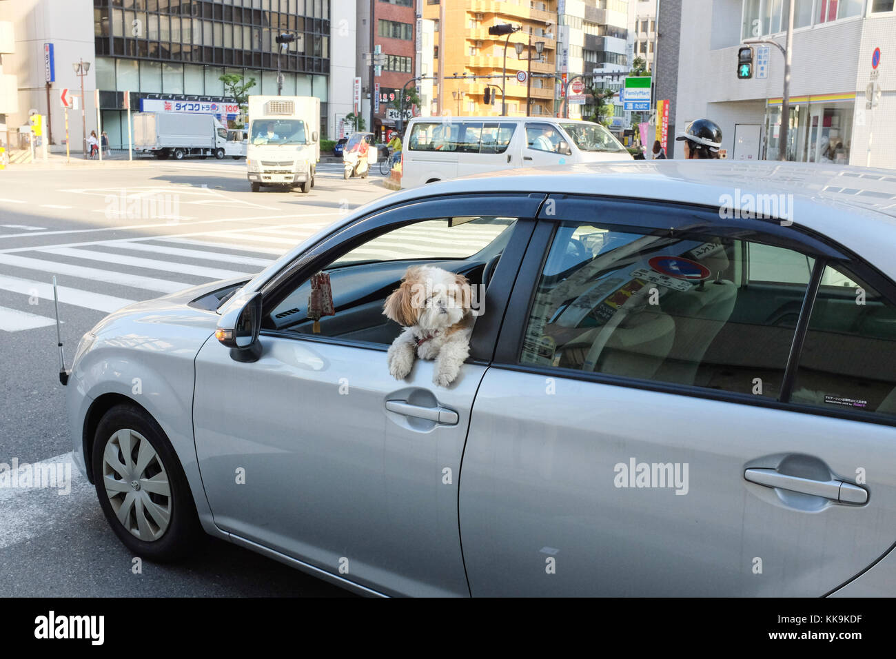 Un 'shih tzu" cane in Giappone inserimenti della testa dal finestrino di una macchina. Foto Stock