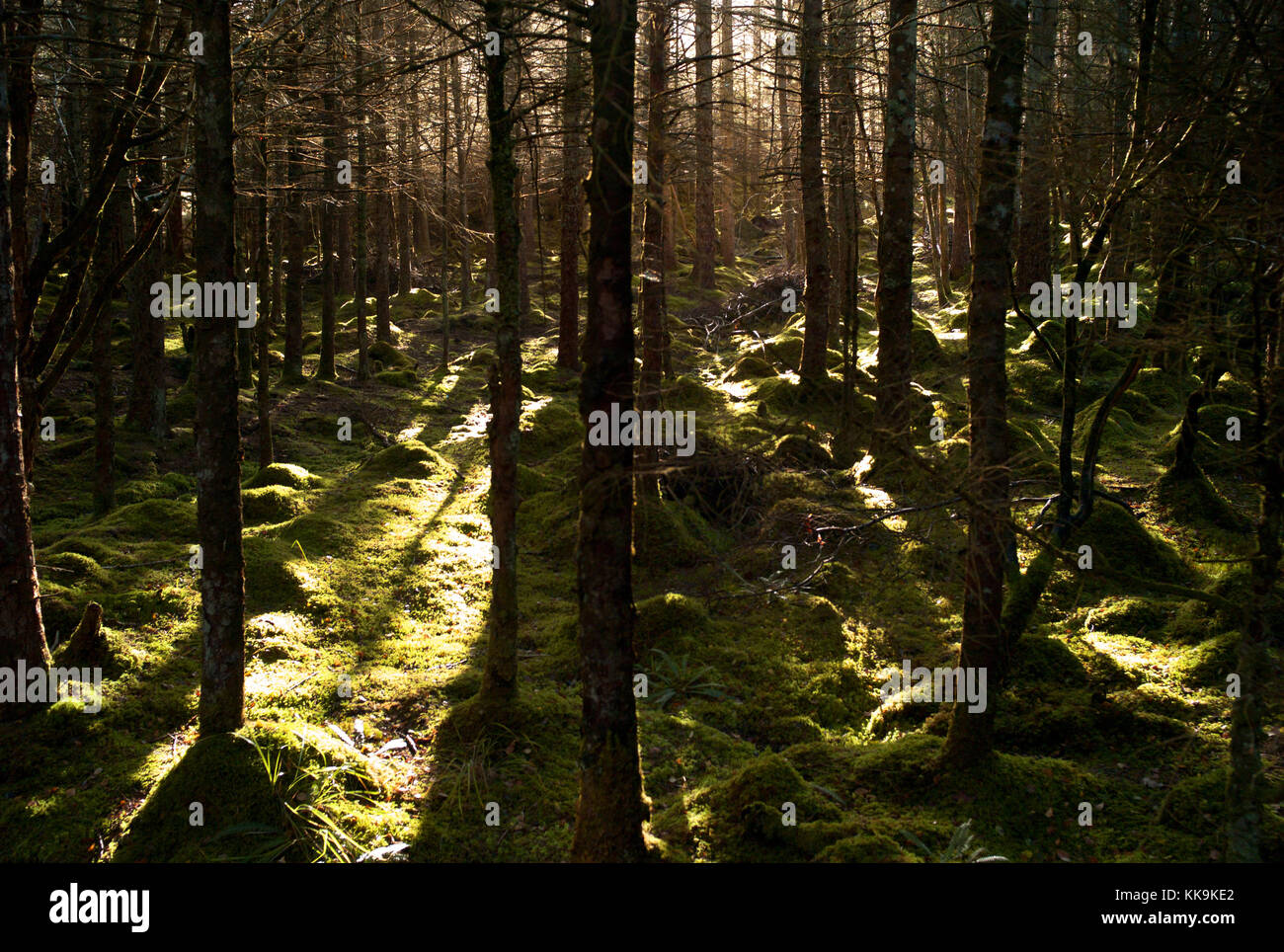 Culag boschi, vicino a Lochinver, Assynt, Scozia Foto Stock