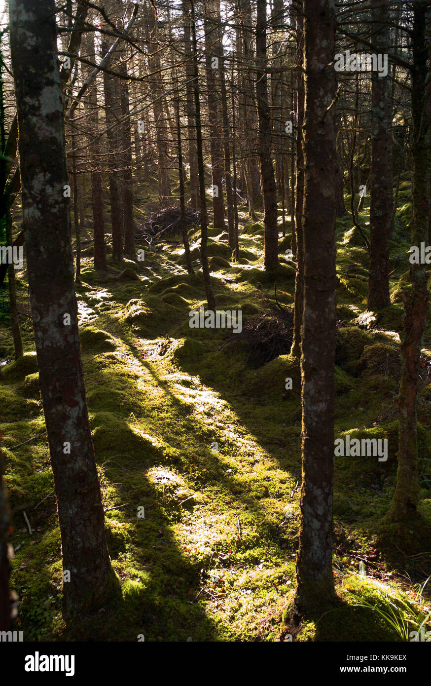 Culag boschi, vicino a Lochinver, Assynt, Scozia Foto Stock