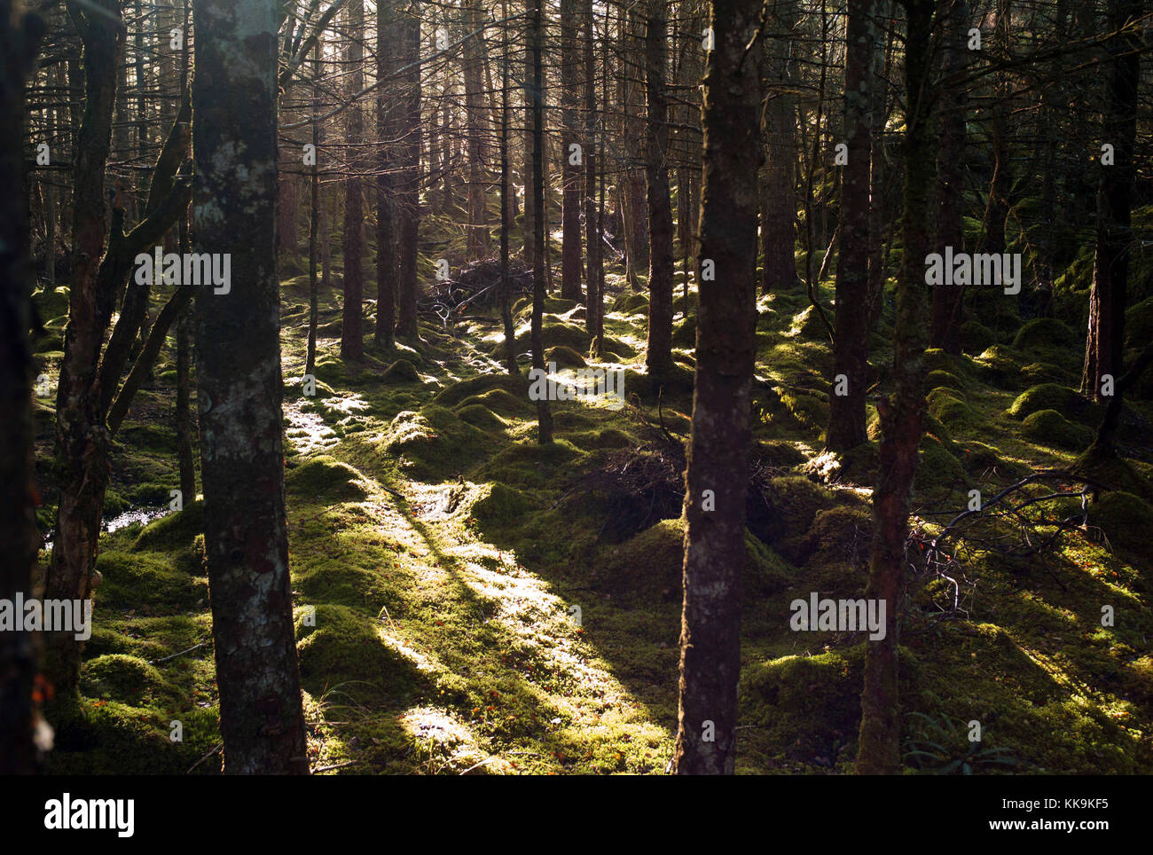 Culag boschi, vicino a Lochinver, Assynt, Scozia Foto Stock