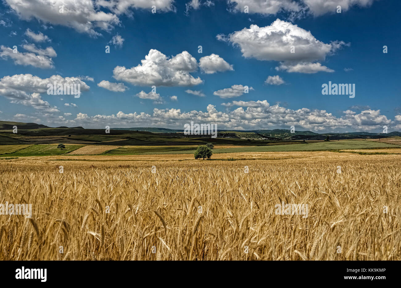 Morbide e soffici nuvole bianche su un profondo cielo blu sopra il giallo oro campi di grano con vegetazione diffusa Foto Stock