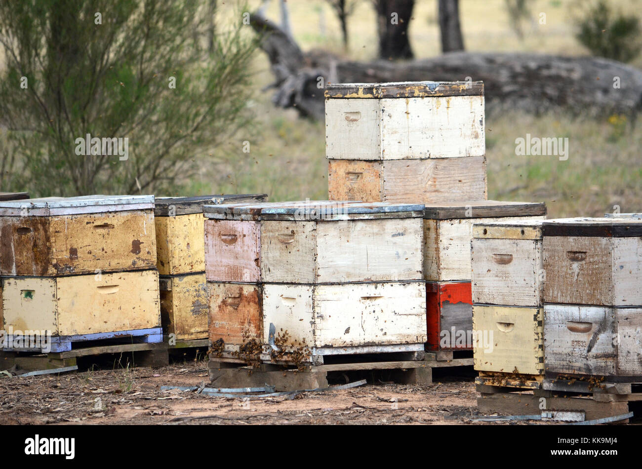 In legno colorato scatole di ape nel bosco nelle zone rurali del NSW, Australia Foto Stock