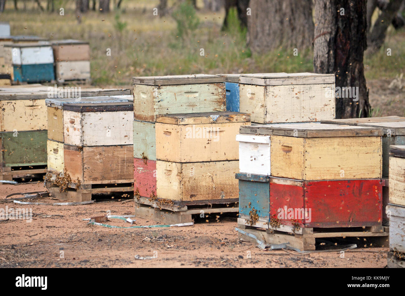 In legno colorato scatole di ape nel bosco nelle zone rurali del NSW, Australia Foto Stock