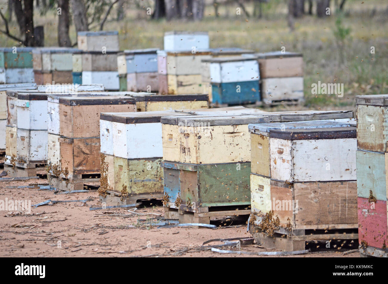 In legno colorato scatole di ape nel bosco nelle zone rurali del NSW, Australia Foto Stock