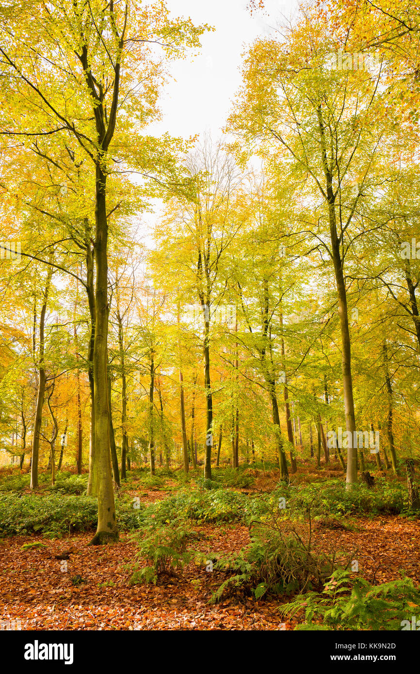 Tonalità oro di autunno ind bosco in prossimità di Sandy Lane Chippenham Wiltshire, Inghilterra REGNO UNITO Foto Stock