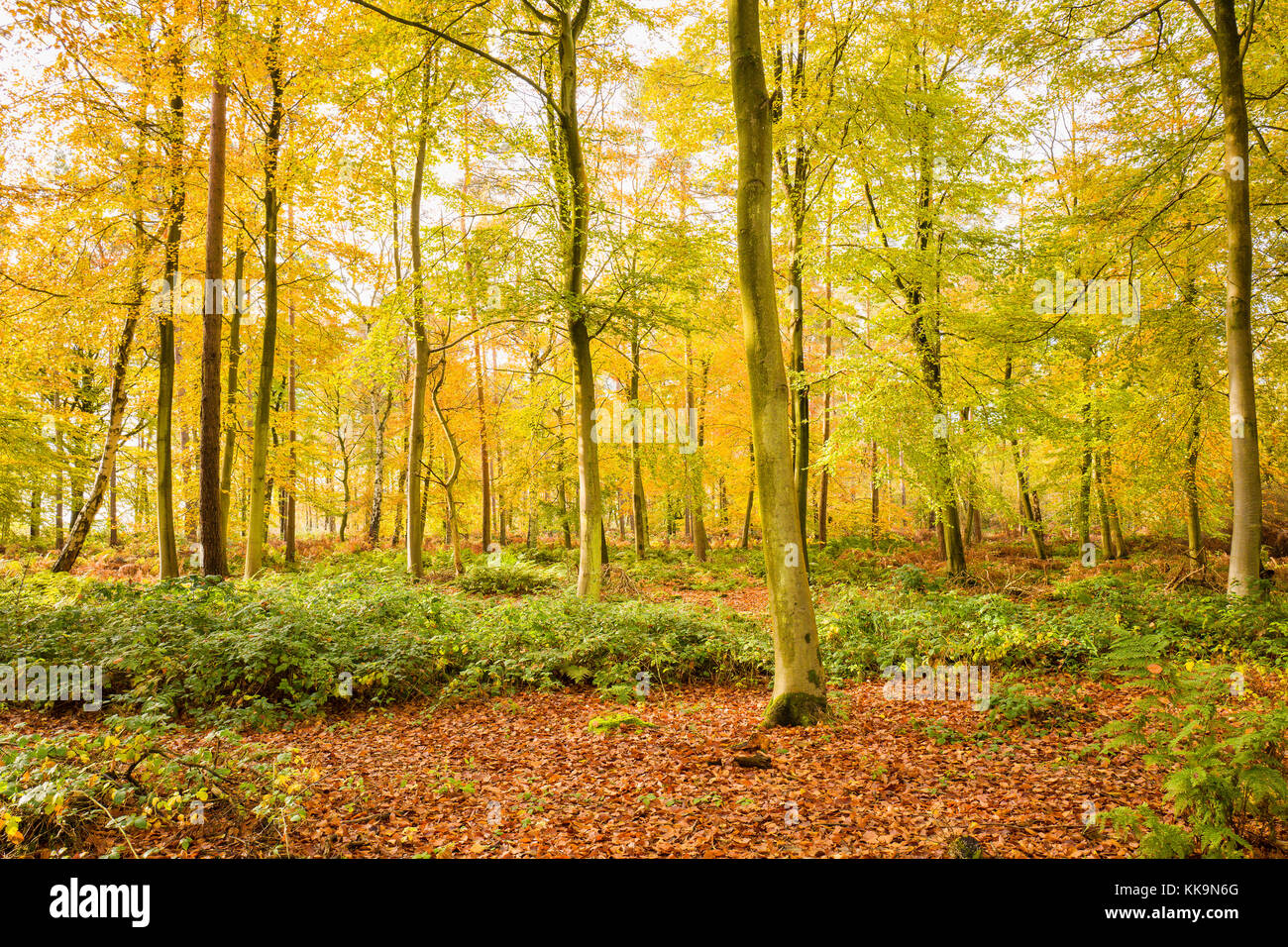 Tonalità oro di autunno ind bosco in prossimità di Sandy Lane Chippenham Wiltshire, Inghilterra REGNO UNITO Foto Stock