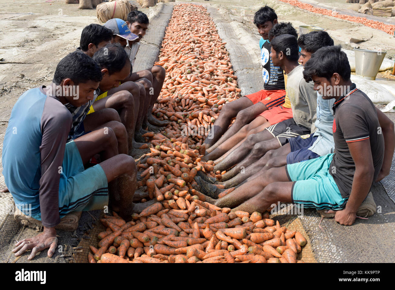 Manikganj, bangladesh - 24 gennaio 2017: gli agricoltori del Bangladesh utilizzare i loro piedi per pulire le carote fresche dopo la vendemmia a shinrail, manikganj, Bangladesh. Foto Stock