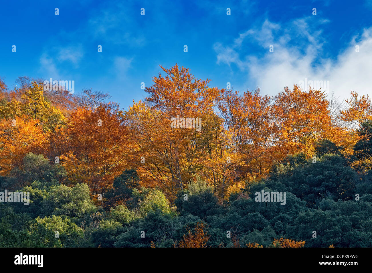 Bellissima foresta di faggio in autunno nei pressi di città Olot in Spagna, la fageda Foto Stock