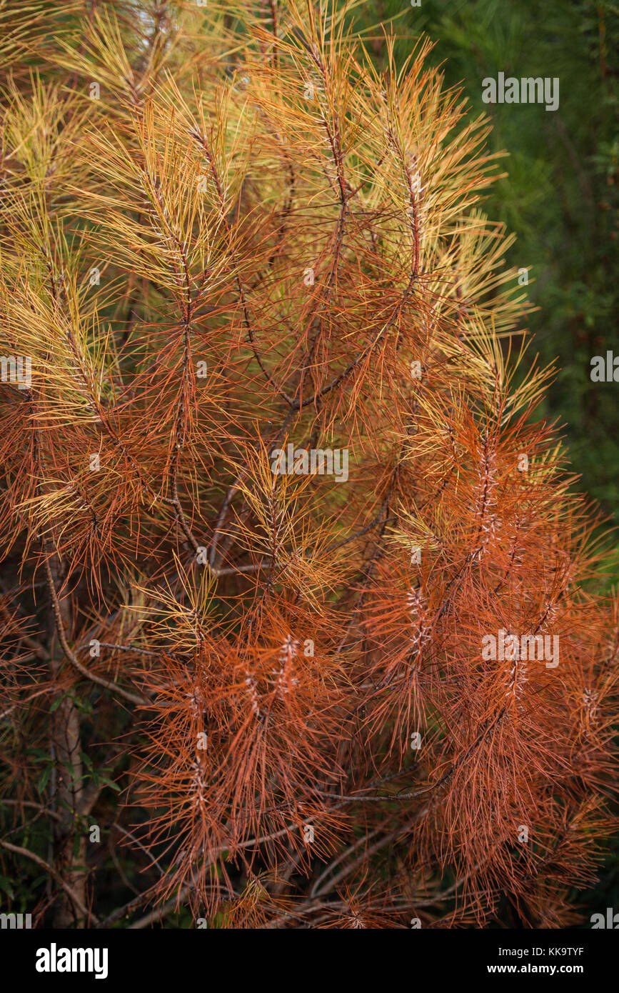 Foglie di diversi colori autunnali, in forma di aghi sottili, dai pini di una vastissima pineta vicino a Valencia De Alcantara e il confine con la Foto Stock