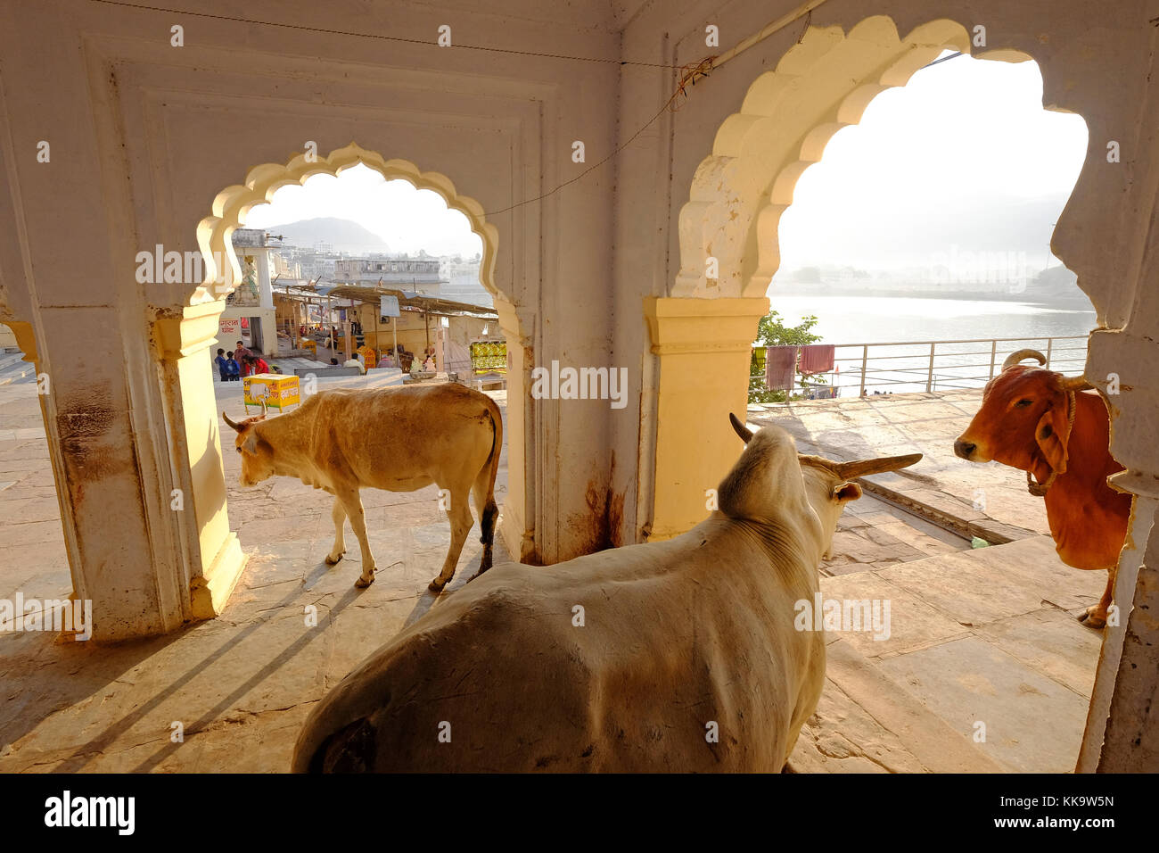 Vacche sacre al ghats al sacro lago Pushkar,Rajasthan,l'India Foto Stock