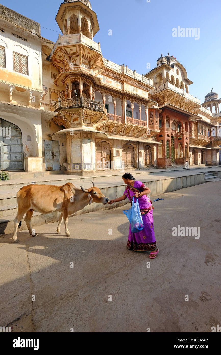 Una vacca sacra in strada al di fuori di un tempio di Krishna in Pushkar,Rajasthan,l'India Foto Stock