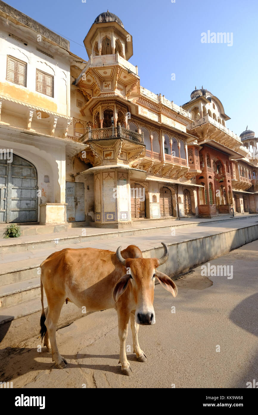 Una vacca sacra in strada al di fuori di un tempio di Krishna in Pushkar,Rajasthan,l'India Foto Stock