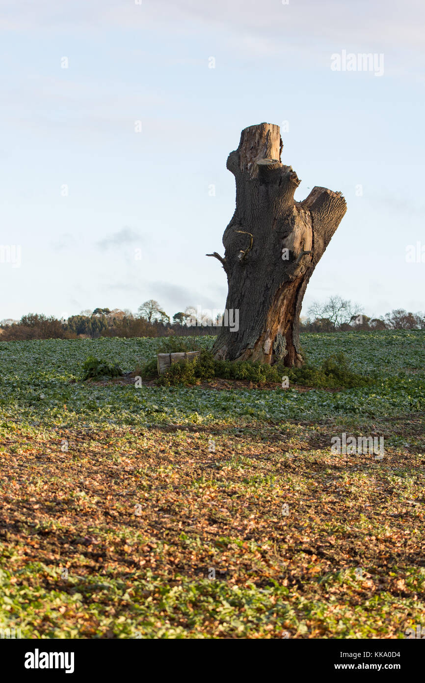 Vecchio albero moncone in Cotswolds Foto Stock