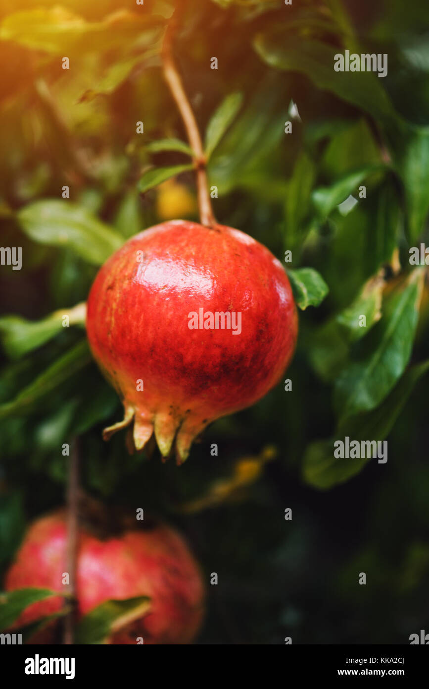 Mature frutto di melograno sul ramo di albero in estate, il fuoco selettivo Foto Stock