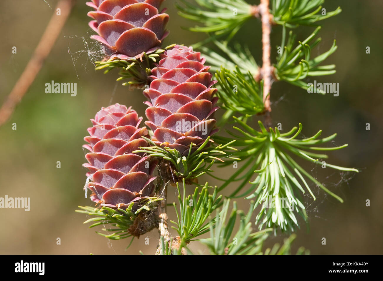 Europäische Lärche, Larix decidua, Zweig mit jungen Zapfen, Larice europeo Foto Stock