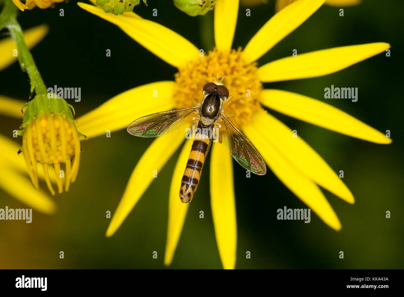 Gewöhnliche Langbauchschwebfliege, Männchen, Blütenbesuch, Nektarsuche, Stift-Schwebfliege, Stiftschwebfliege, Langbauch-Schwebfliege, Schwebfliege, S. Foto Stock