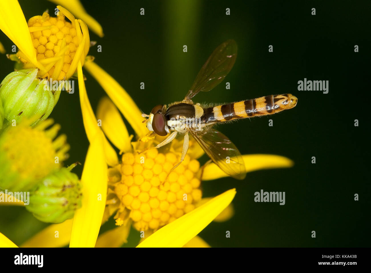 Gewöhnliche Langbauchschwebfliege, Männchen, Blütenbesuch, Nektarsuche, Stift-Schwebfliege, Stiftschwebfliege, Langbauch-Schwebfliege, Schwebfliege, S. Foto Stock