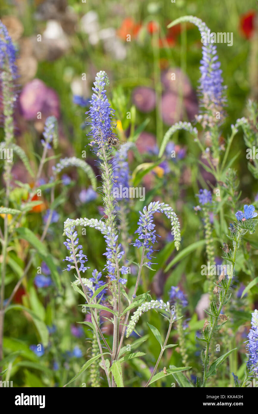 Langblättriger Ehrenpreis, Langblättriger Blauweiderich, Garten-Ehrenpreis, Pseudolysigachion longhifolium, SYN. Veronica longifolia, Giardino Speedwell Foto Stock