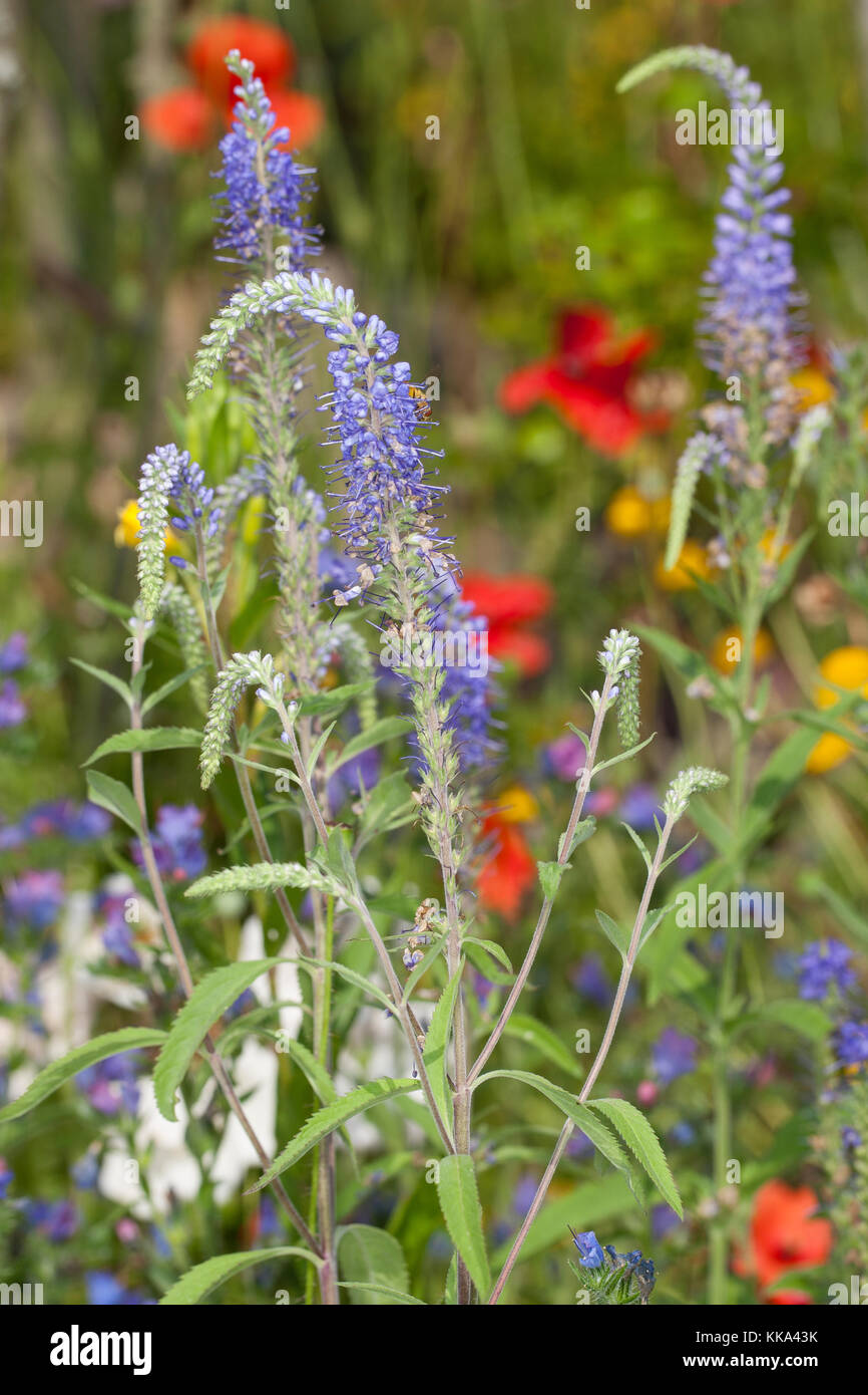 Langblättriger Ehrenpreis, Langblättriger Blauweiderich, Garten-Ehrenpreis, Pseudolysigachion longhifolium, SYN. Veronica longifolia, Giardino Speedwell Foto Stock